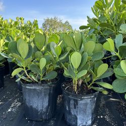 Clusia Plants (All Sizes)