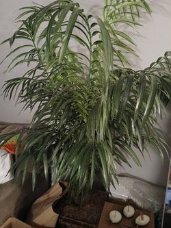 Indoor TREE