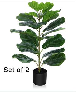 Set of 2 artificial fiddle leaf fig trees. Both are included in the price. CROSOFMI 30Inch Artificial Fiddle Leaf Fig Tree/Fake Ficus Lyrata Plant wit