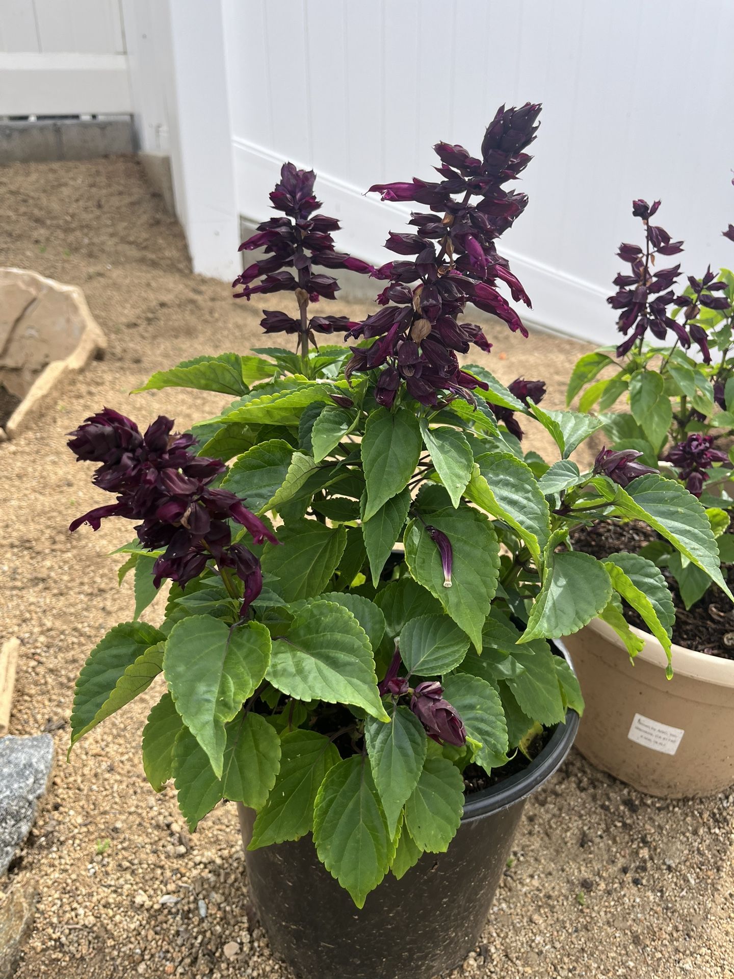 Salvia Purple Potted Plant
