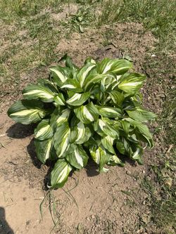 Variegated Hosta Undulata