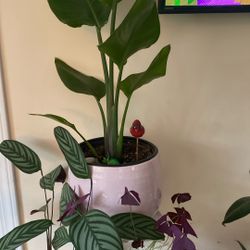 Plant And Pot