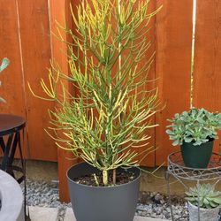Firestick Plants