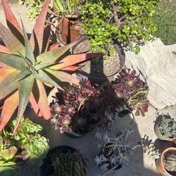 18 Plants For $50 OBO ! Pick Up In Wilmington 