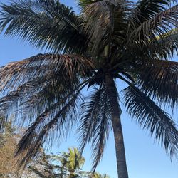 Mide 15’’ De Alto