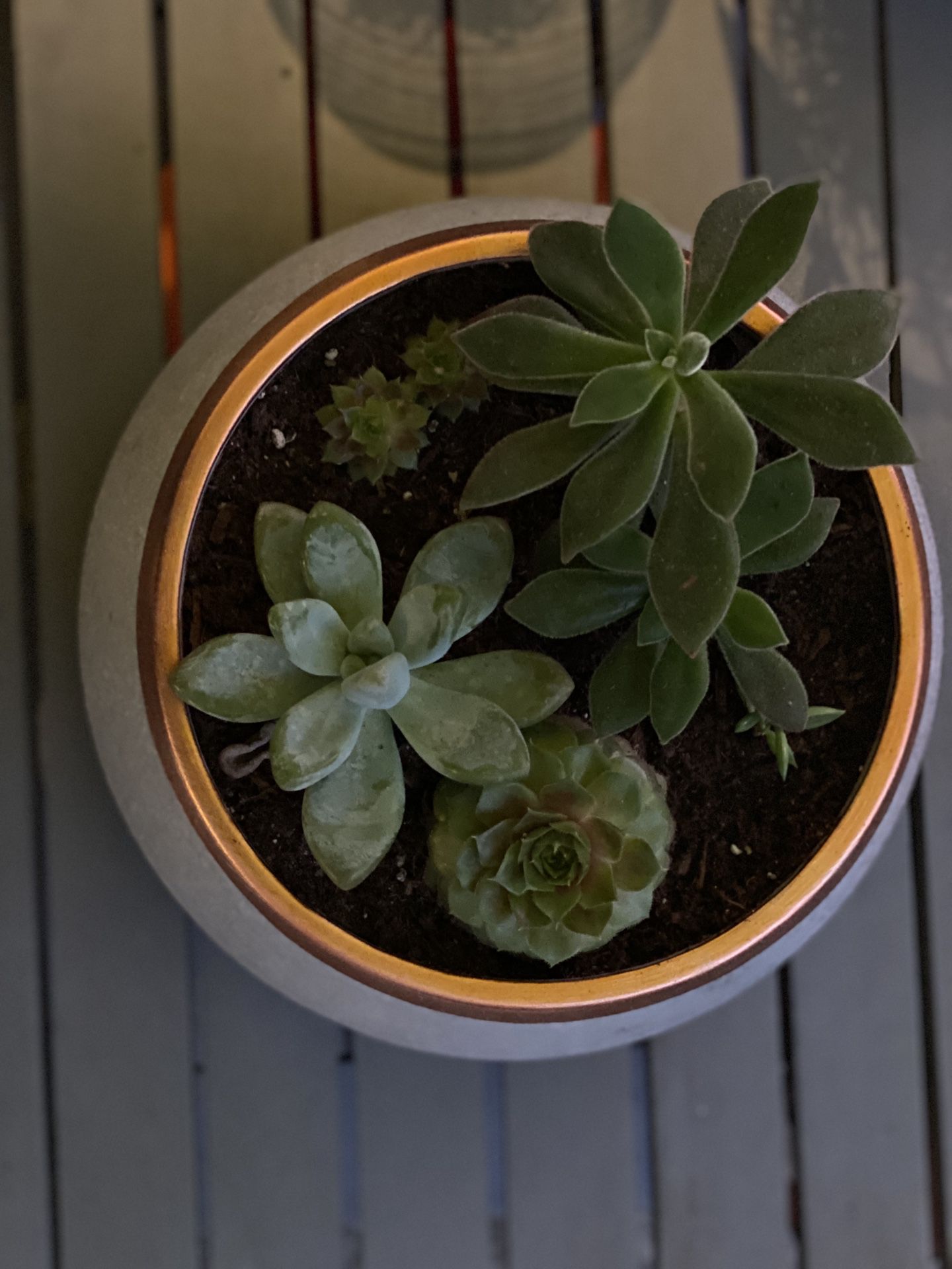 Succulents set with round gray pot