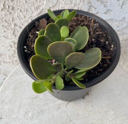 6 Inch Pot Succulent Plant - Kleinia Petraea - Jade Trepador - Rooted & Established - Drought Resistant - 🪴