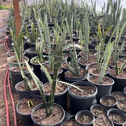 Snake Plants 