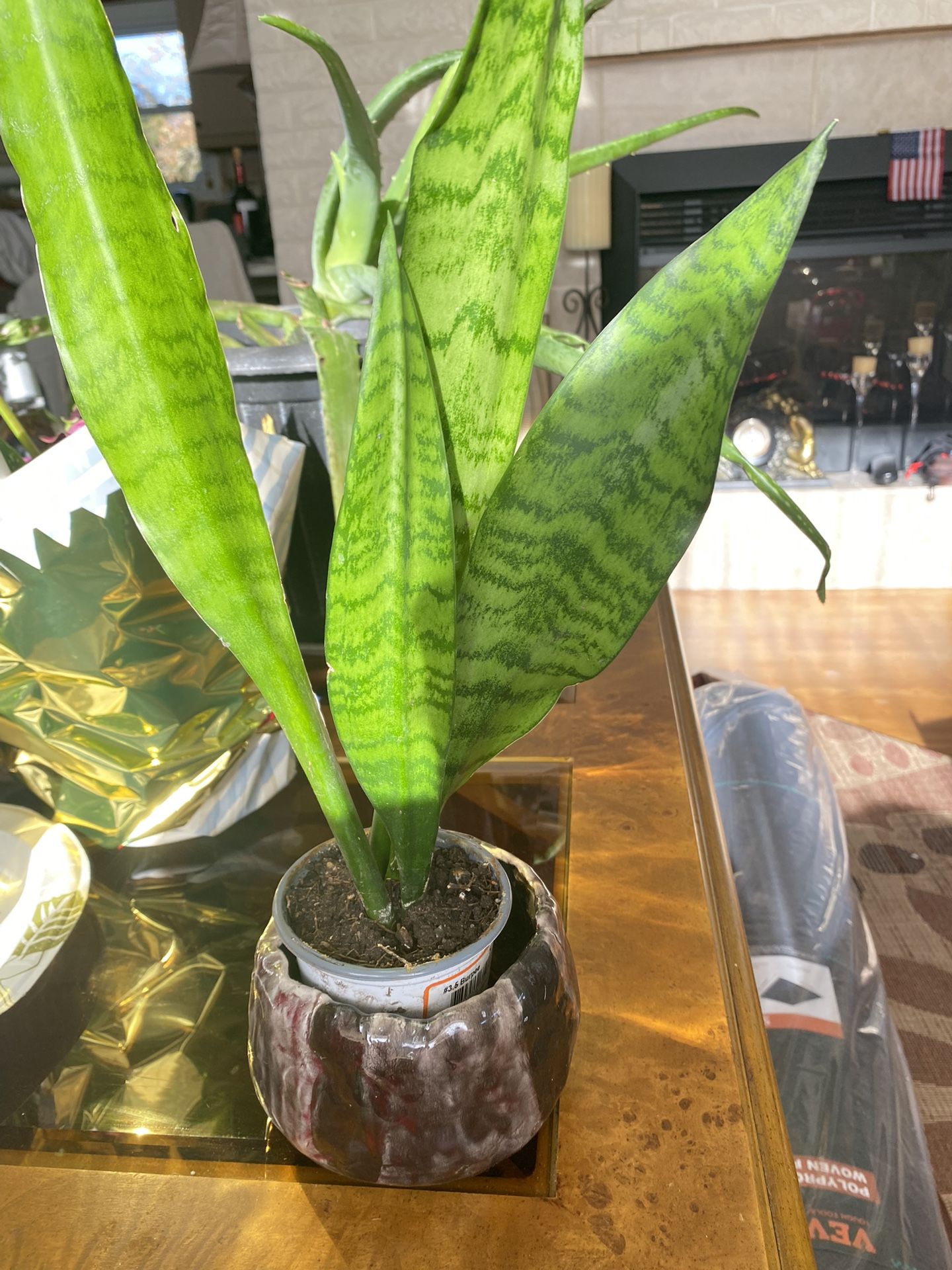 Plant Snake For Home