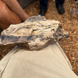 Fossilized Wood