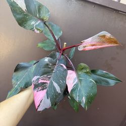 6” Pink Princess Philodendron