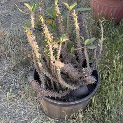 Large Crown of Thorns Plant – Drought Friendly