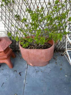 Big Ceramic Plant Pot
