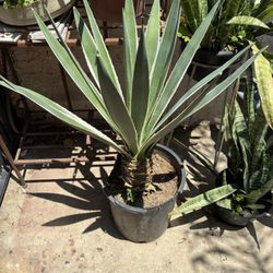 Agave Plant 