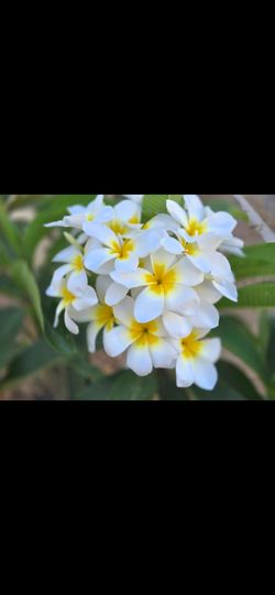 White NOID plumeria