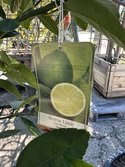 Bears lime tree 15gal $175, 25gal $450