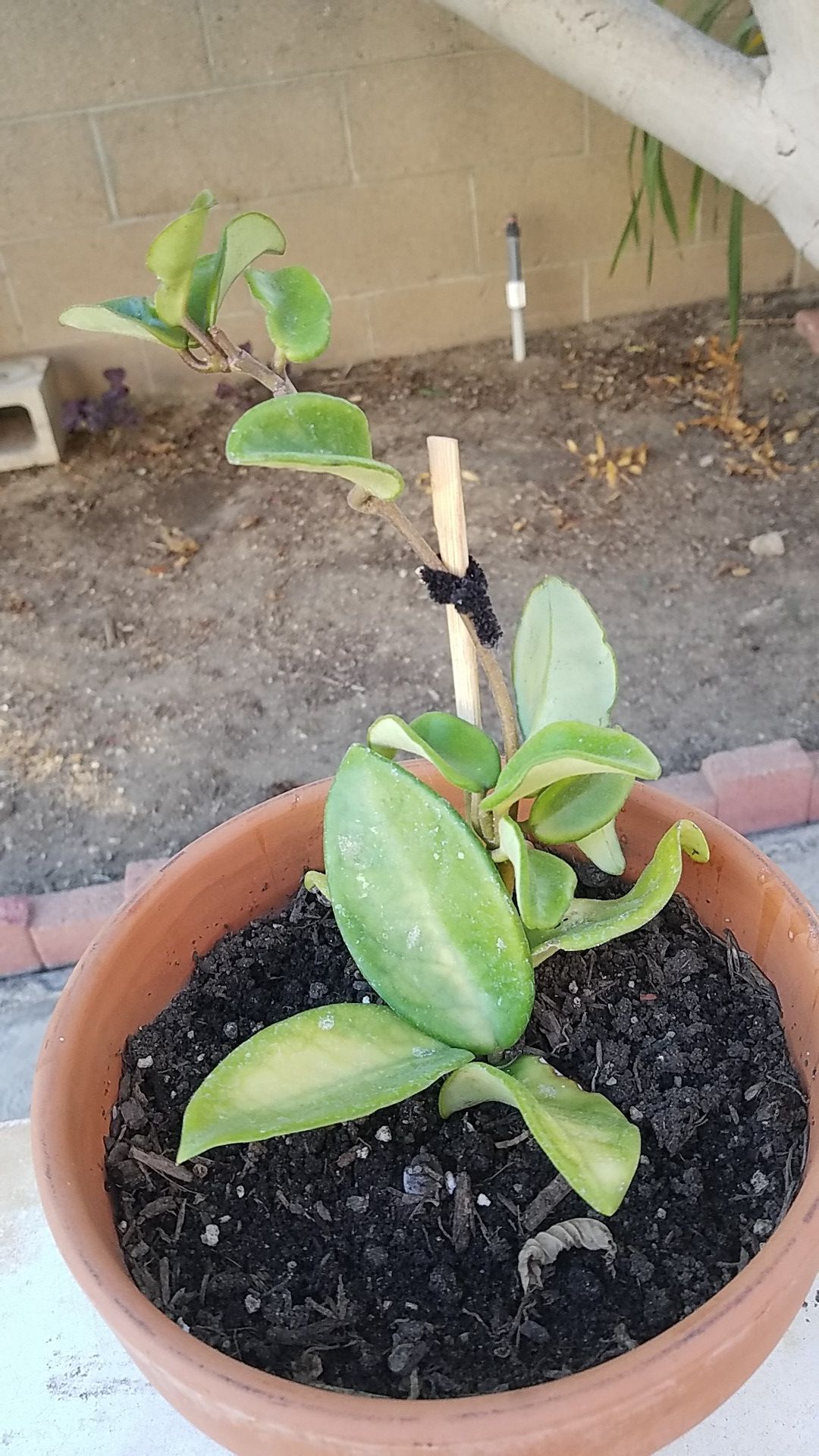 Hoya plant