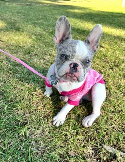New pink GG dog sweater