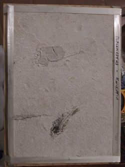 Fossil fish plaque