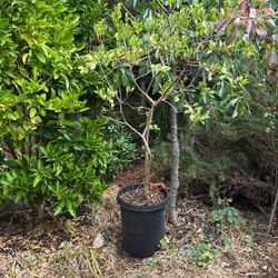 Pineapple guava 6 feet tall 