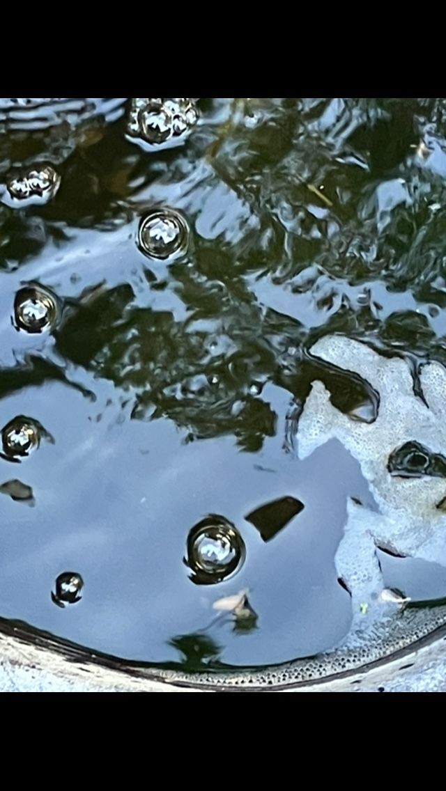 African Clawed Frog Pond