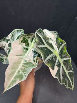 Alocasia Pink Polly Corms