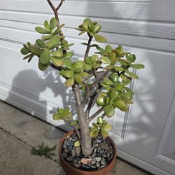 Jade Plant In Terracotta Pot 