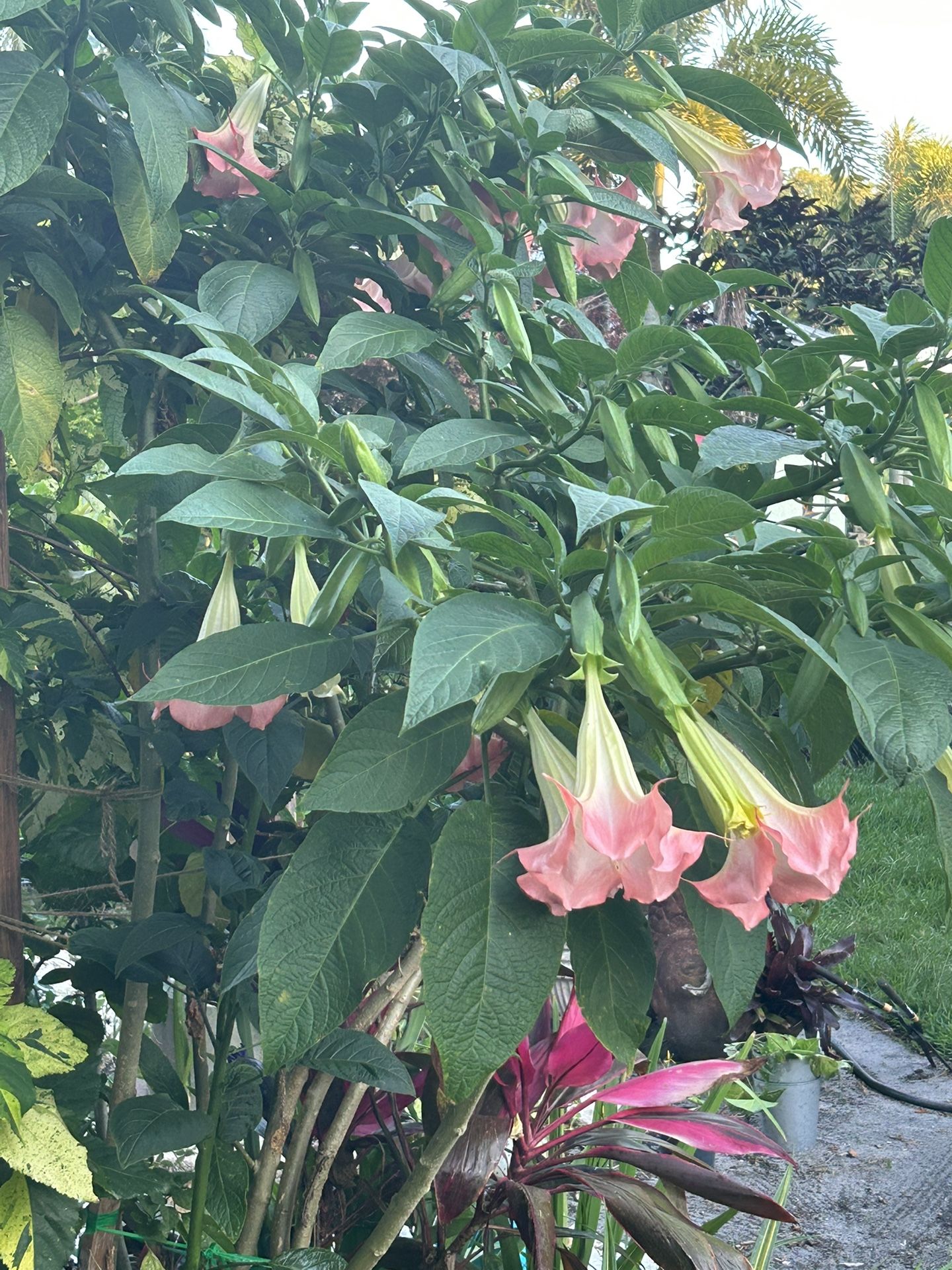 Angela Trumpet Cuttings Pink