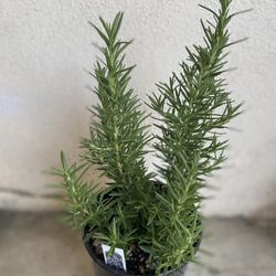 Rose Mary Herb Plant, In 1 Gallon Pot Pick Up Only