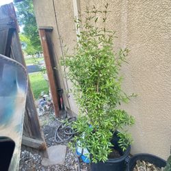 Organic Pomegranate Over 5F Tall 