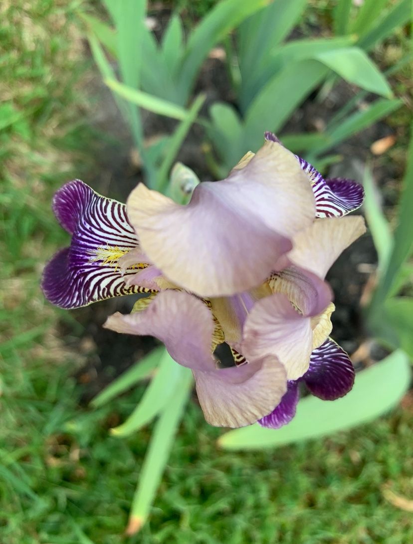 Outdoor Flowers - BEARDED IRISES