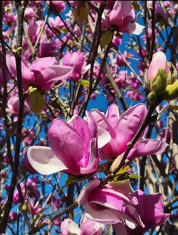 Pink   Magnolia   Tree