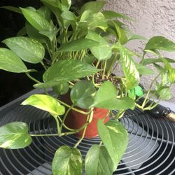 Golden Pothos Indoor / Outdoor Plant