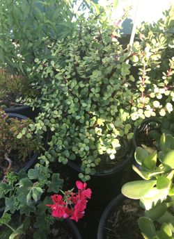 Bonita planta
