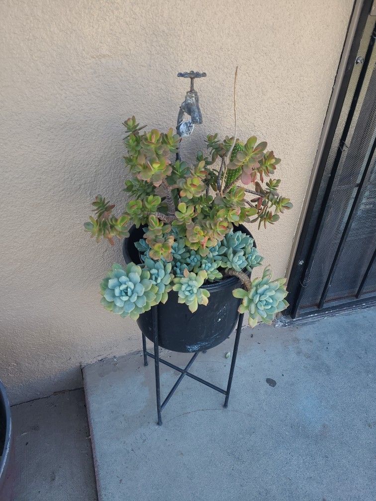 Hand Potted Seculates