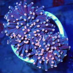 Pink tip torch frags for sale