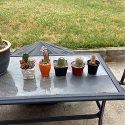 Small Succulent Arrangement  ($5)