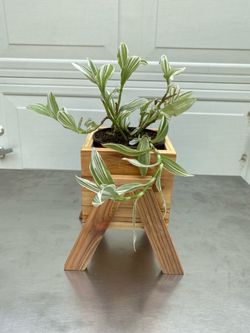 little cedar planter ( plants are not included)