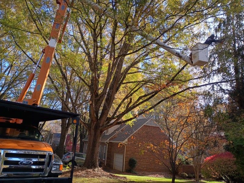 Tree Cutting & Cleanup