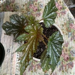 Texas Wild Angel Plant 