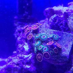 Zoa/Pulsing Xenia Coral 