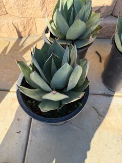 Artichoke agave