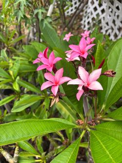 Plumeria plants