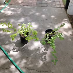 Purple Lantana Plants