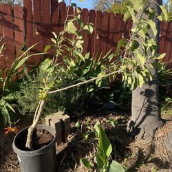 Pink lady Apple tree