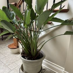 Bird Of Paradise Live Tropical Plant