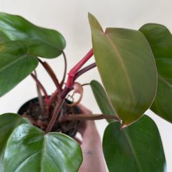 Philodendron Red Emerald 