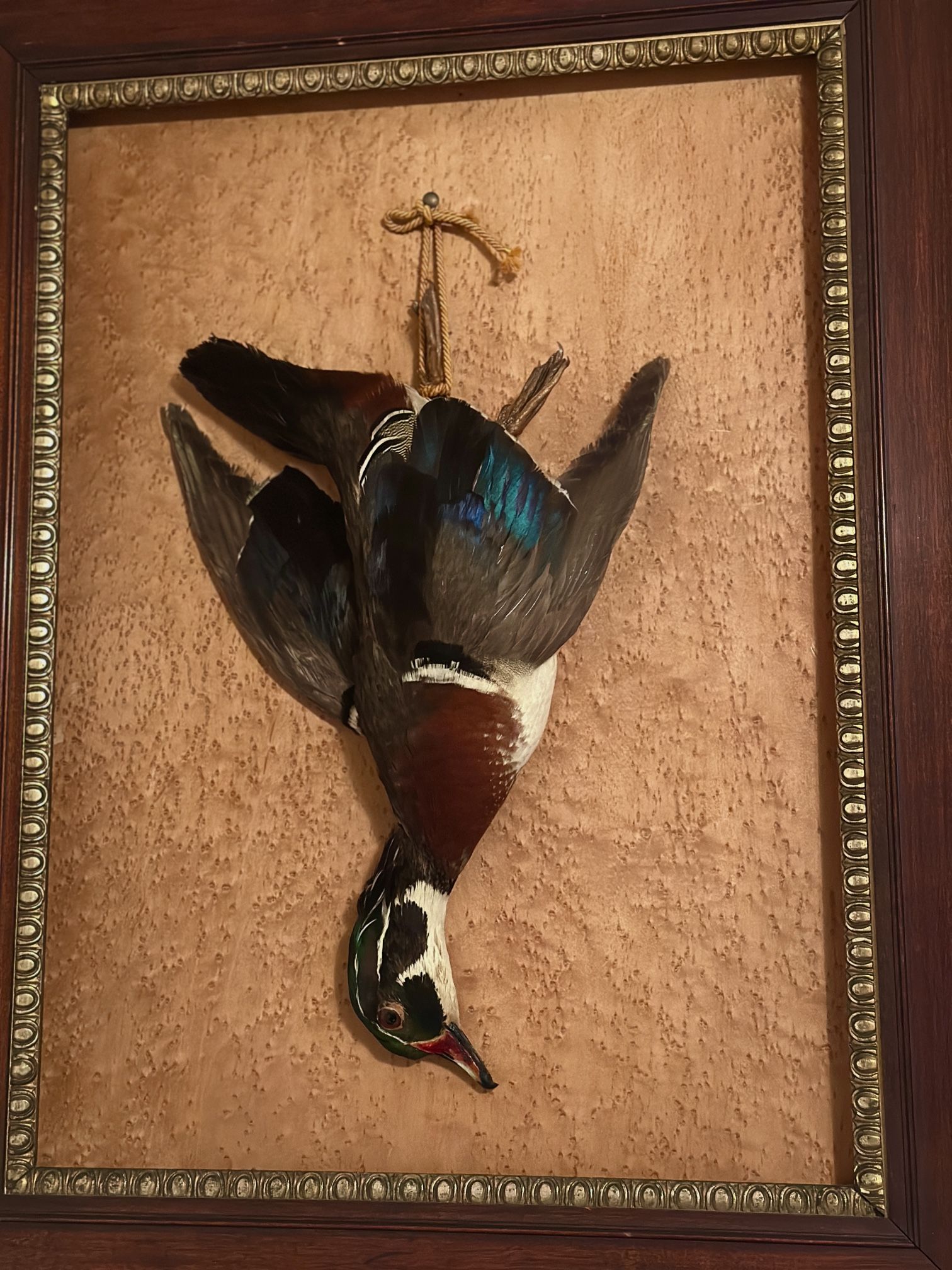 Taxidermy Rare Mount Duck Oddities Decor