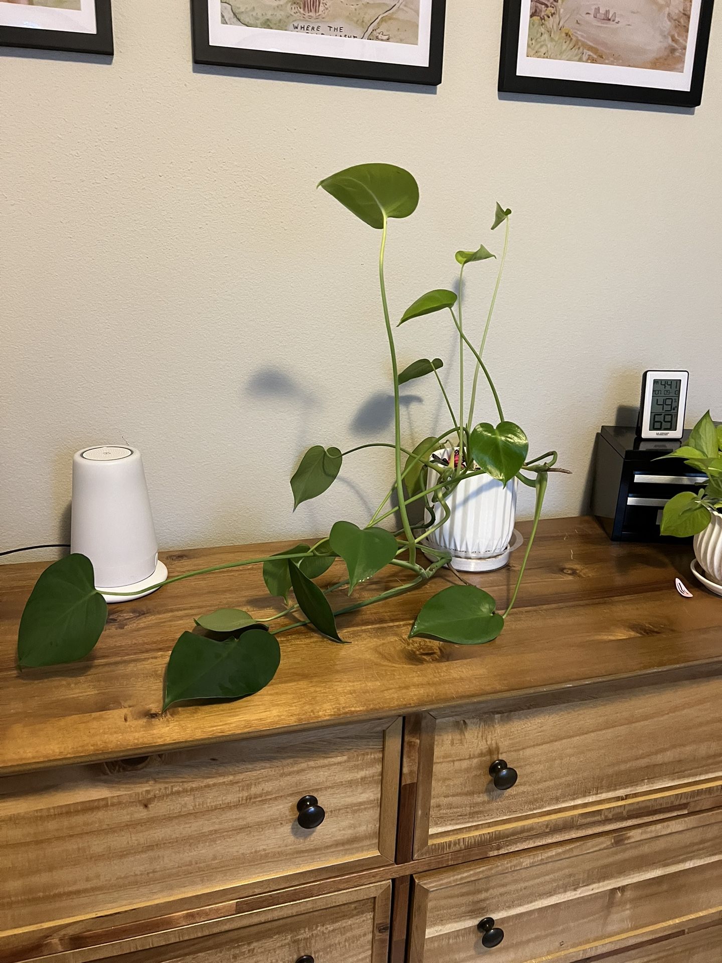 Monstera Plant With Pot