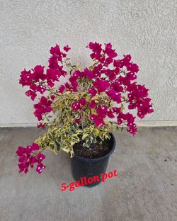 🌿 Variegated Leaf Bougainvillea 🌿🩷